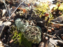 Cryptobiota of Lichen/Mosses/Fungi/Algal mats